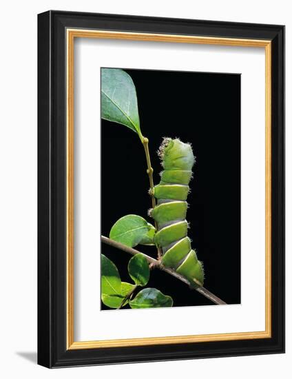 Rothschildia Hesperus (Silkmoth, Saturniid Moth) - Caterpillar-Paul Starosta-Framed Photographic Print