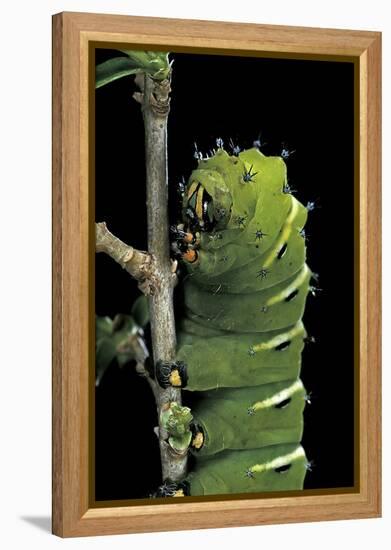 Rothschildia Jacobaeae (Silkmoth, Saturniid Moth) - Caterpillar-Paul Starosta-Framed Premier Image Canvas