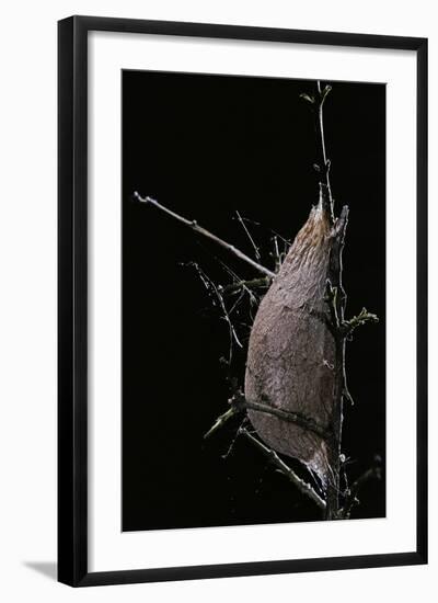 Rothschildia Jacobaeae (Silkmoth, Saturniid Moth) - Cocoon-Paul Starosta-Framed Photographic Print