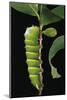 Rothschildia Lebeau (Lebeau's Rothschildia) - Caterpillar-Paul Starosta-Mounted Photographic Print