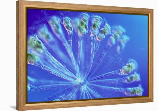 Rotifer Colony-Sinclair Stammers-Framed Premier Image Canvas