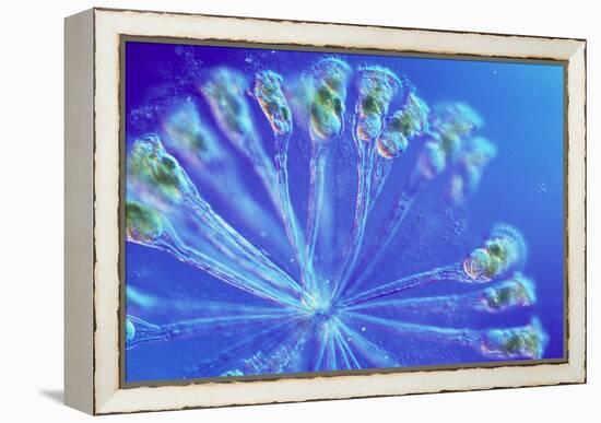 Rotifer Colony-Sinclair Stammers-Framed Premier Image Canvas