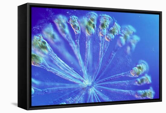 Rotifer Colony-Sinclair Stammers-Framed Premier Image Canvas