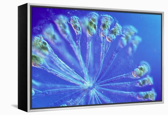 Rotifer Colony-Sinclair Stammers-Framed Premier Image Canvas