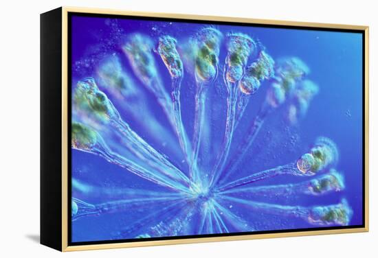 Rotifer Colony-Sinclair Stammers-Framed Premier Image Canvas