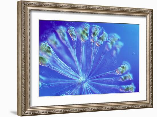 Rotifer Colony-Sinclair Stammers-Framed Photographic Print