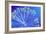 Rotifer Colony-Sinclair Stammers-Framed Photographic Print
