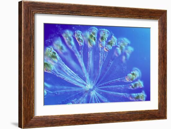 Rotifer Colony-Sinclair Stammers-Framed Photographic Print