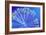 Rotifer Colony-Sinclair Stammers-Framed Photographic Print