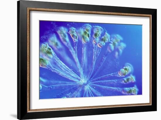 Rotifer Colony-Sinclair Stammers-Framed Photographic Print