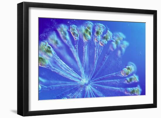 Rotifer Colony-Sinclair Stammers-Framed Photographic Print