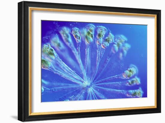 Rotifer Colony-Sinclair Stammers-Framed Photographic Print