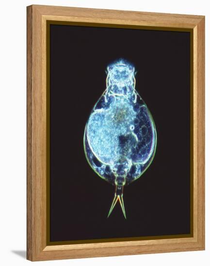 Rotifer Worm, Light Micrograph-Laguna Design-Framed Premier Image Canvas