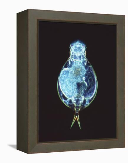 Rotifer Worm, Light Micrograph-Laguna Design-Framed Premier Image Canvas