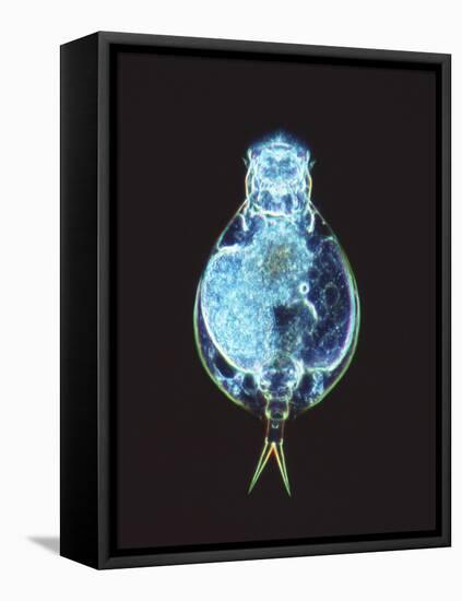Rotifer Worm, Light Micrograph-Laguna Design-Framed Premier Image Canvas
