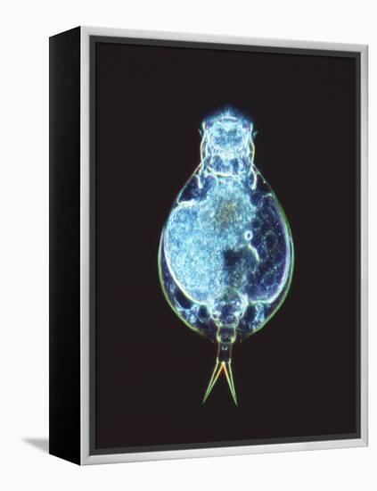 Rotifer Worm, Light Micrograph-Laguna Design-Framed Premier Image Canvas