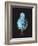 Rotifer Worm, Light Micrograph-Laguna Design-Framed Photographic Print