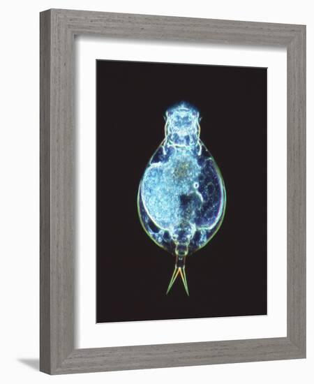 Rotifer Worm, Light Micrograph-Laguna Design-Framed Photographic Print