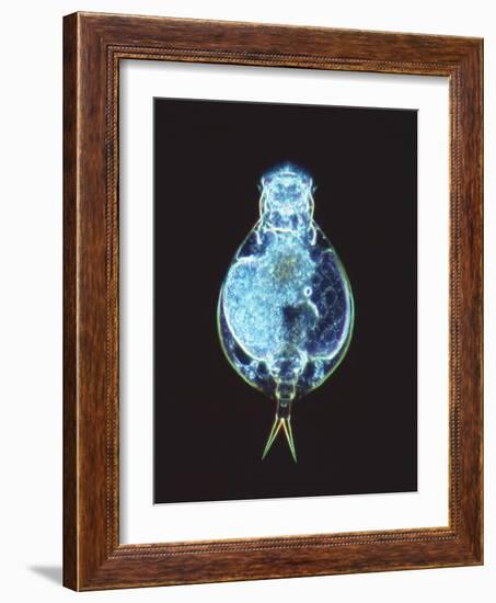 Rotifer Worm, Light Micrograph-Laguna Design-Framed Photographic Print