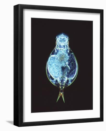 Rotifer Worm, Light Micrograph-Laguna Design-Framed Photographic Print