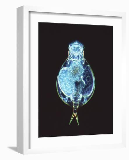 Rotifer Worm, Light Micrograph-Laguna Design-Framed Photographic Print