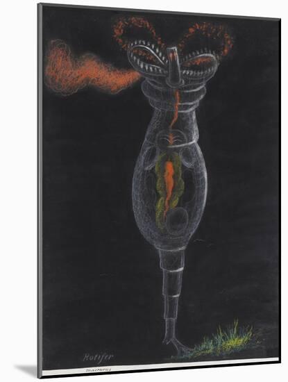 Rotifer-Philip Henry Gosse-Mounted Giclee Print