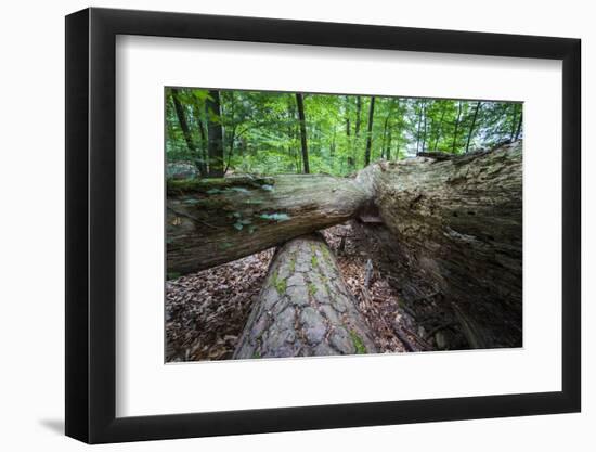 Rotted Trees in Deciduous Forest, Triebtal, Vogtland, Saxony, Germany-Falk Hermann-Framed Photographic Print