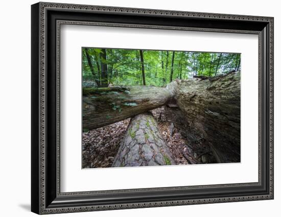 Rotted Trees in Deciduous Forest, Triebtal, Vogtland, Saxony, Germany-Falk Hermann-Framed Photographic Print