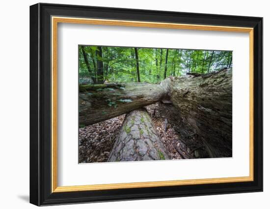 Rotted Trees in Deciduous Forest, Triebtal, Vogtland, Saxony, Germany-Falk Hermann-Framed Photographic Print