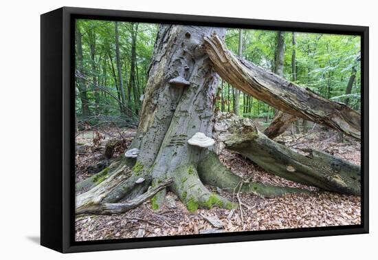 Rotted Trees in Deciduous Forest, Triebtal, Vogtland, Saxony, Germany-Falk Hermann-Framed Premier Image Canvas