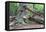 Rotted Trees in Deciduous Forest, Triebtal, Vogtland, Saxony, Germany-Falk Hermann-Framed Premier Image Canvas