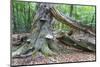 Rotted Trees in Deciduous Forest, Triebtal, Vogtland, Saxony, Germany-Falk Hermann-Mounted Photographic Print