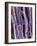 Rotten Wood, SEM-Dr. Jeremy Burgess-Framed Photographic Print