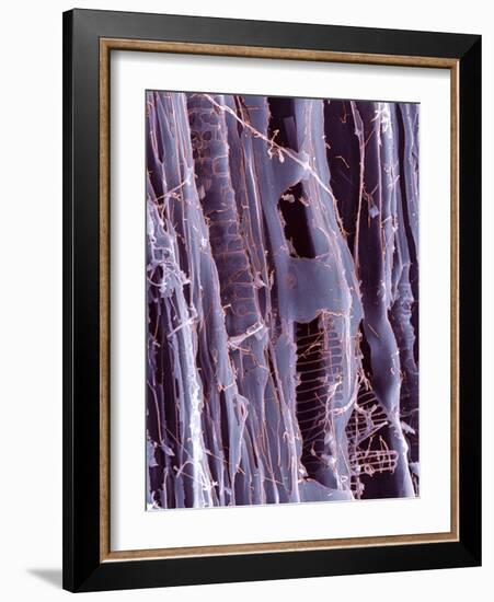 Rotten Wood, SEM-Dr. Jeremy Burgess-Framed Photographic Print