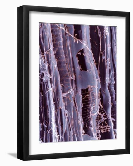 Rotten Wood, SEM-Dr. Jeremy Burgess-Framed Photographic Print