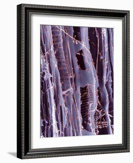 Rotten Wood, SEM-Dr. Jeremy Burgess-Framed Photographic Print