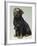 Rottweiler and Puppy-Sandra Brue-Framed Giclee Print