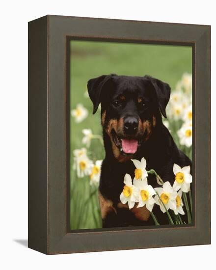 Rottweiler Dog Amongst Daffodils, USA-Lynn M. Stone-Framed Premier Image Canvas