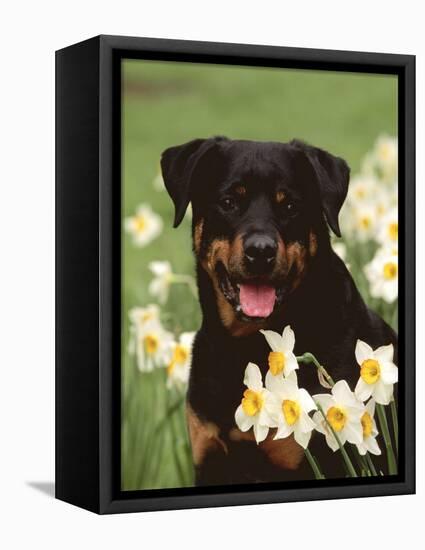 Rottweiler Dog Amongst Daffodils, USA-Lynn M. Stone-Framed Premier Image Canvas