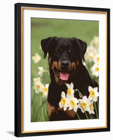 Rottweiler Dog Amongst Daffodils, USA-Lynn M. Stone-Framed Photographic Print