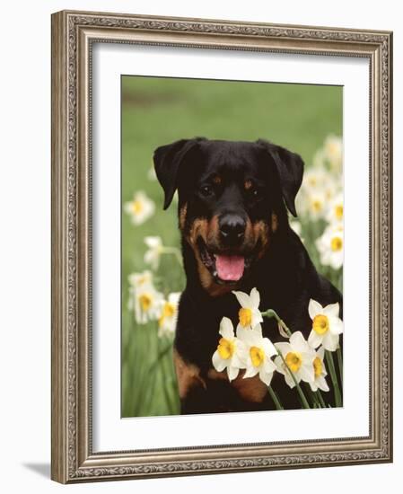 Rottweiler Dog Amongst Daffodils, USA-Lynn M. Stone-Framed Photographic Print