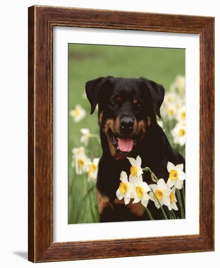 Rottweiler Dog Amongst Daffodils, USA-Lynn M. Stone-Framed Photographic Print