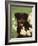Rottweiler Dog Amongst Daffodils, USA-Lynn M. Stone-Framed Photographic Print