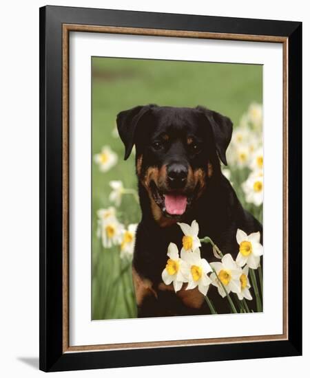 Rottweiler Dog Amongst Daffodils, USA-Lynn M. Stone-Framed Photographic Print