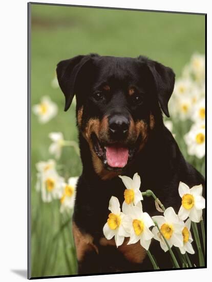 Rottweiler Dog Amongst Daffodils, USA-Lynn M. Stone-Mounted Photographic Print