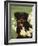 Rottweiler Dog Amongst Daffodils, USA-Lynn M. Stone-Framed Photographic Print