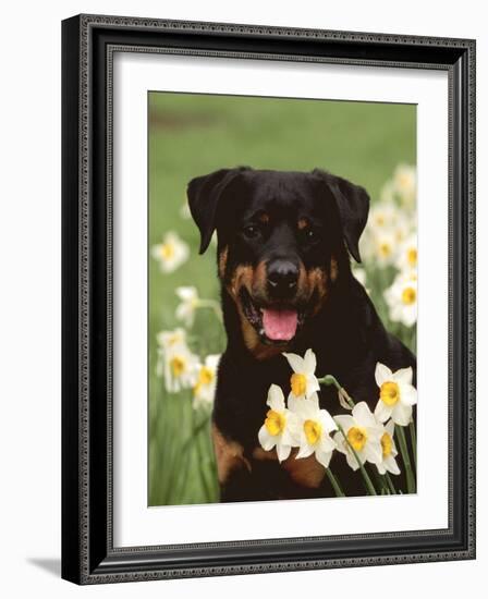 Rottweiler Dog Amongst Daffodils, USA-Lynn M. Stone-Framed Photographic Print