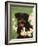 Rottweiler Dog Amongst Daffodils, USA-Lynn M. Stone-Framed Photographic Print