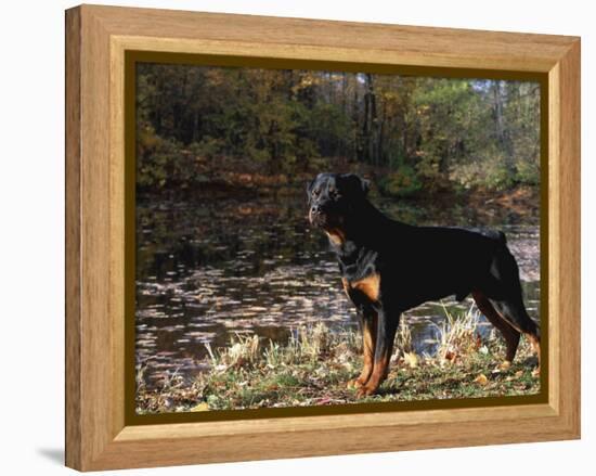 Rottweiler Dog, Illinois, USA-Lynn M. Stone-Framed Premier Image Canvas