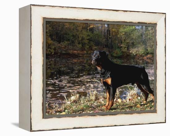 Rottweiler Dog, Illinois, USA-Lynn M. Stone-Framed Premier Image Canvas